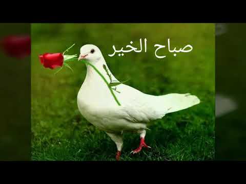 صباح القران و طاعه الرحمن