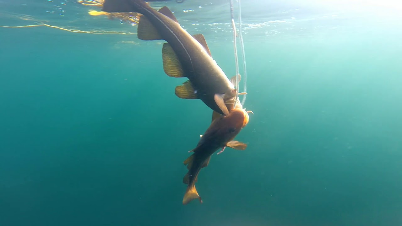 Norway Hitra Spearfishing De Cup 2017 YouTube