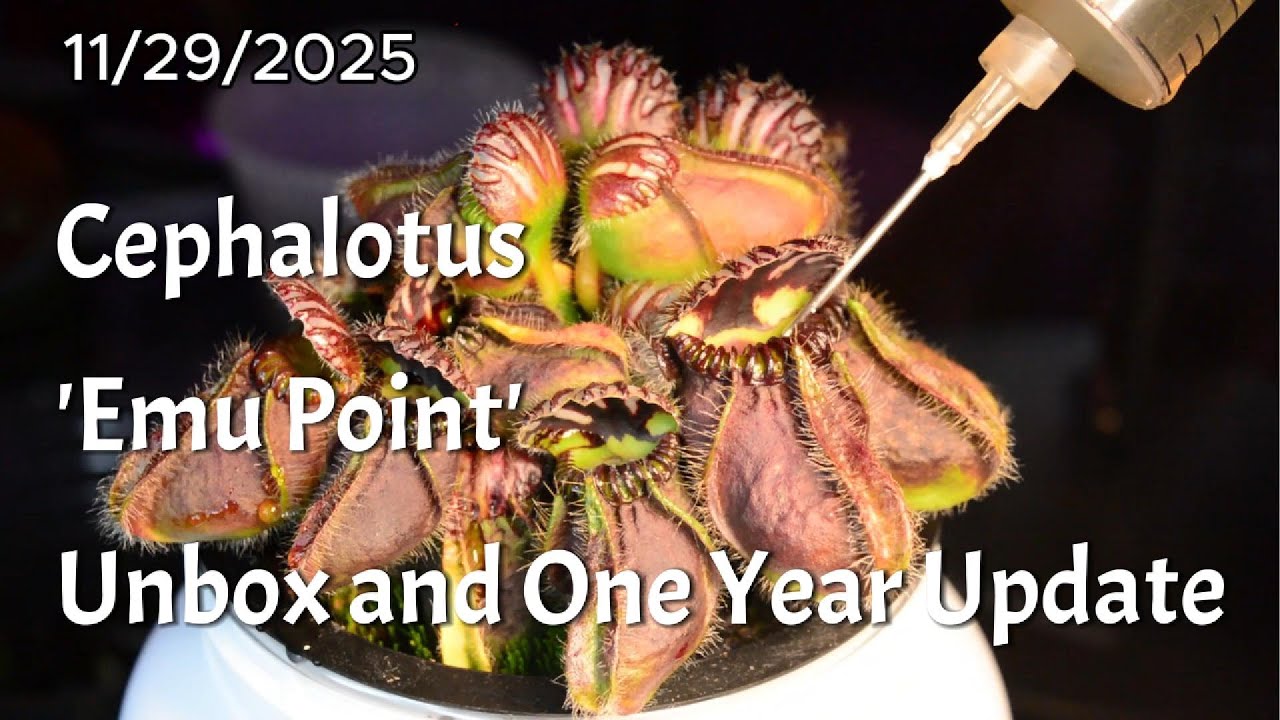 Cephalotus 'Emu Point' Unbox and One Year Update