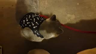 My CAT Visiting my dad's house by Mochi The Boy 148 views 4 months ago 2 minutes, 47 seconds