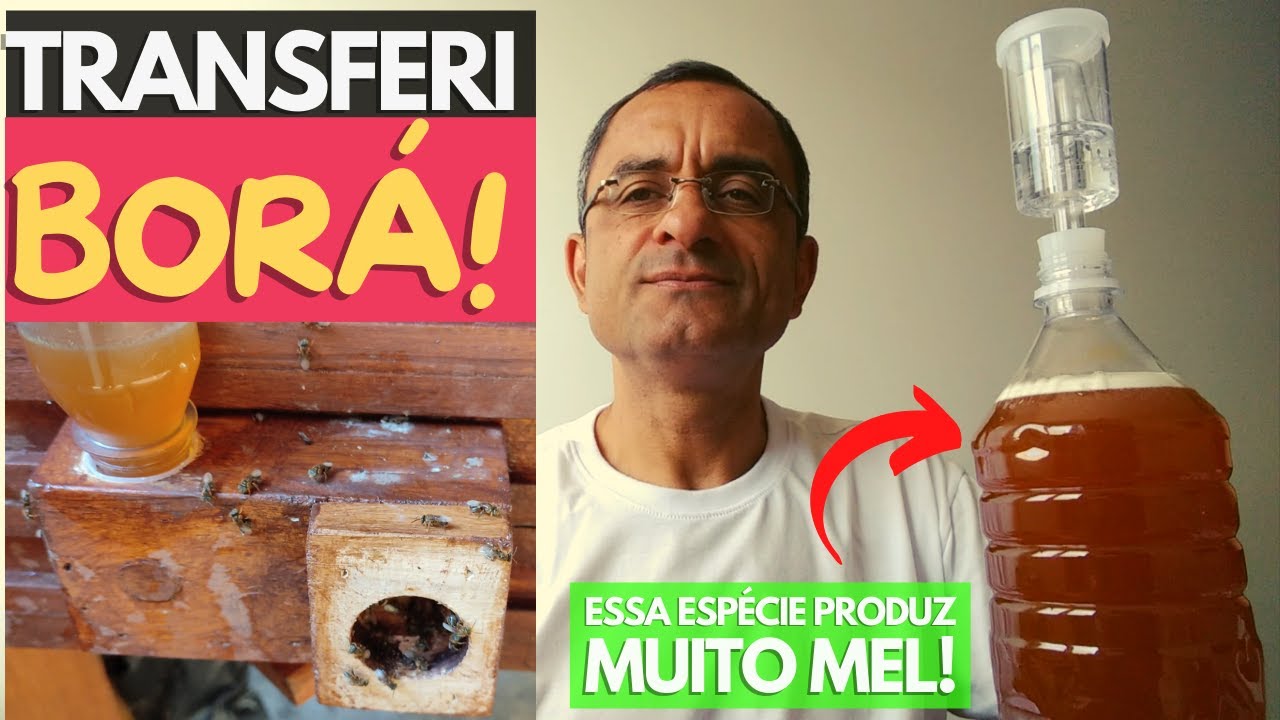 TRANSFERÊNCIA DE BORÁ! ESPÉCIE MUITO PRODUTIVA 🍯🐝