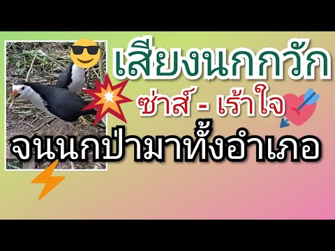 เสียงนกกวัก ซ่าส์ - เร้าใจ จนนกป่ามาทั้งอำเภอ