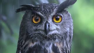 20 Eagle’s Quote About Life (Eagle Mentality)