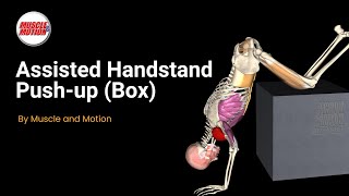 The Must-Do Exercise for Mastering Handstands: Assisted Handstand Push-up with Box