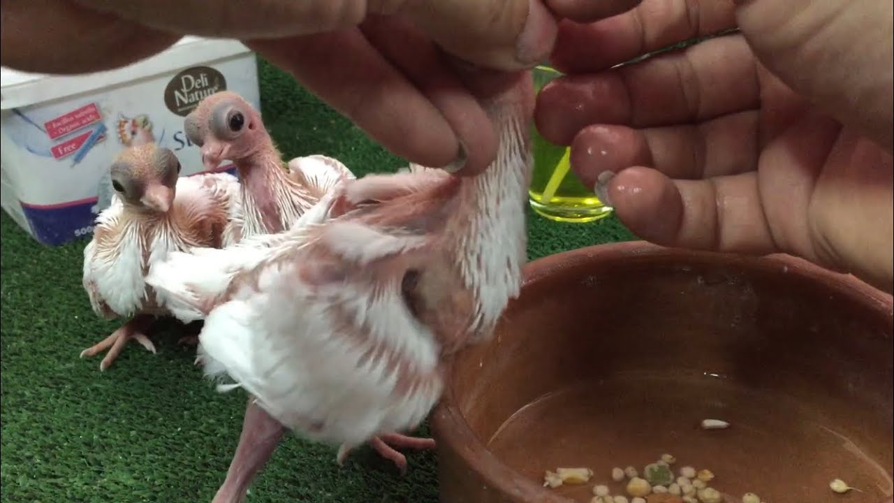 تاكيل يدوى وفطام زغاليل جعفرى وتكثيف الانتاج بدون حضان 💪Hand feeding Budapest short face pigeons