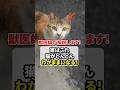 実はこれ、猫がどんどんわがままになる！