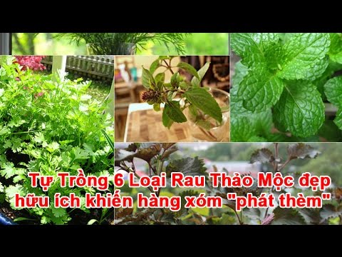 Video: Trồng Thảo Mộc Hữu Cơ Trong Vườn Của Bạn - Cách Trồng Các Loại Thảo Mộc Hữu Cơ