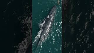 Humpback Whale Swimming With Sea Lions