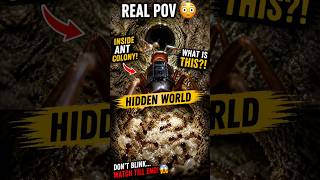 POV: Inside Ant Colony 😳 You Shouldn’t See This