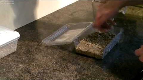 Crested Gecko egg care