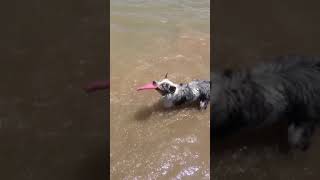 Mini Australian Shepard merle fetches in the water