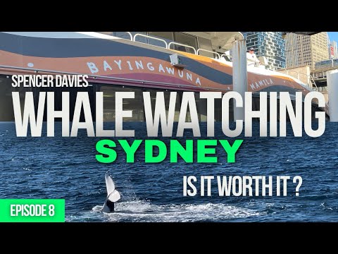 Episode 8: Whale watching in Sydney - is it worth it? (September 2024)