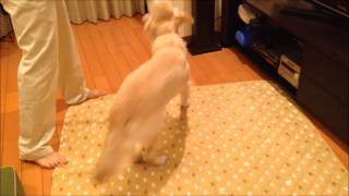 9 Months Old Den Retriever Kaila Loves To Play Tug