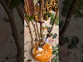 jaboticaba anggur brazil #jaboticaba