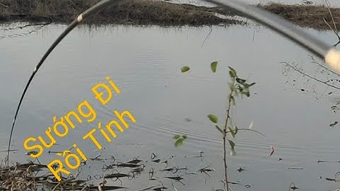 Câu Cá. Lũ Rút Mùa Trê Vàng Đến .#tranchungcuchi 