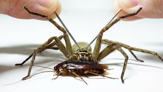 アシダカグモを操作してゴキブリを捕まえる