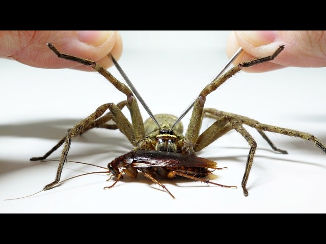 アシダカグモを操作してゴキブリを捕まえると…ヤバすぎた