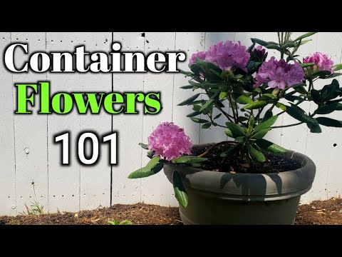 Container flower Gardening-Growing Flower Shrubs In Containers