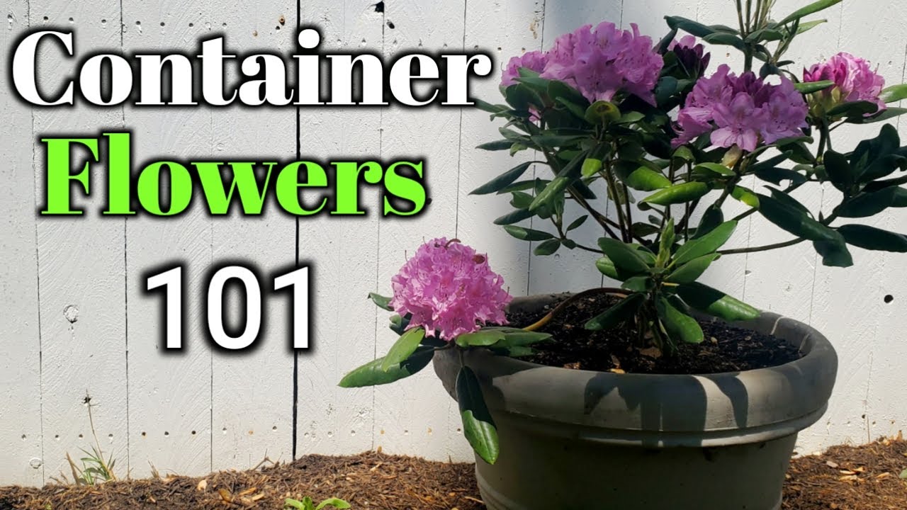 Container flower Gardening-Growing Flower Shrubs In Containers