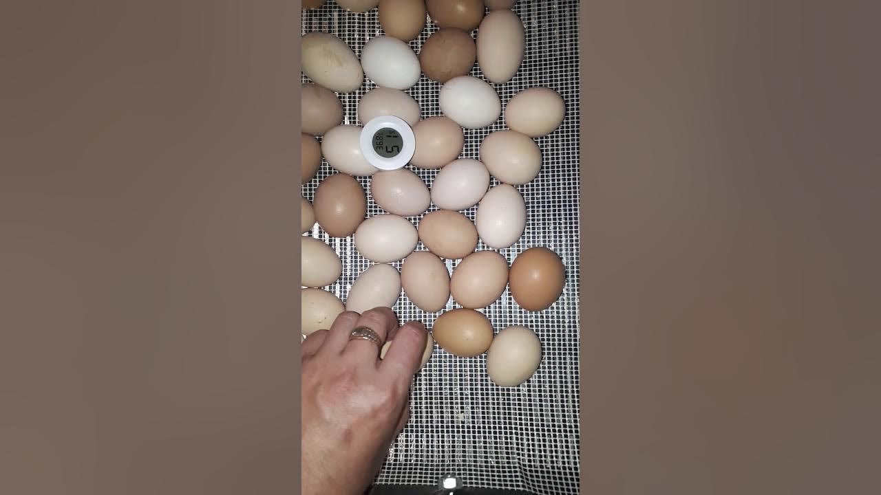21 день инкубации. Инкубатор для яиц. Инкубационное яйцо. Инкубационное яйцо в инкубаторе. Куриные яйца в инкубаторе.