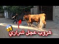 هروب أول عجل شراري في غزة فيديو أكشن لا تفوت الفيديو 