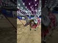 MONSTER OF PATHAN CATTLE FARM 2025 Shorts Viral Trending Kankarej Youtubeshorts Reels MONSTER OF PATHAN CATTLE FARM 2025 Shorts Viral Trending Kankarej Youtubeshorts Reels