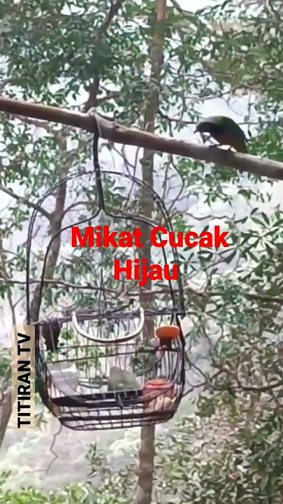 Mikat Burung Cucak Hijau di Lingga Taktak |curio TowaTowa