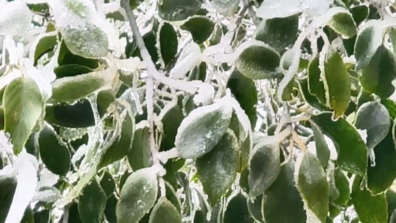 2025貴州梵淨山冬景——霧凇