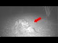 Coyote Attacks Deer - Caught on Trail Cam