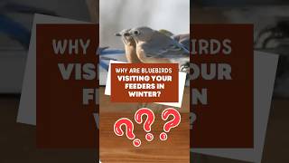 Download Lagu Why are your Bluebirds Visiting your Feeders this winter #shorts MP3