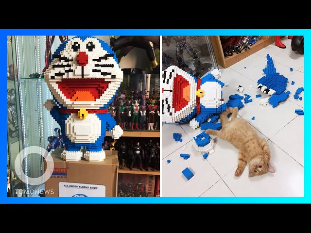 Kucing hancurkan 2000 lebih susunan balok kecil doraemon buatan pemiliknya - TomoNews class=