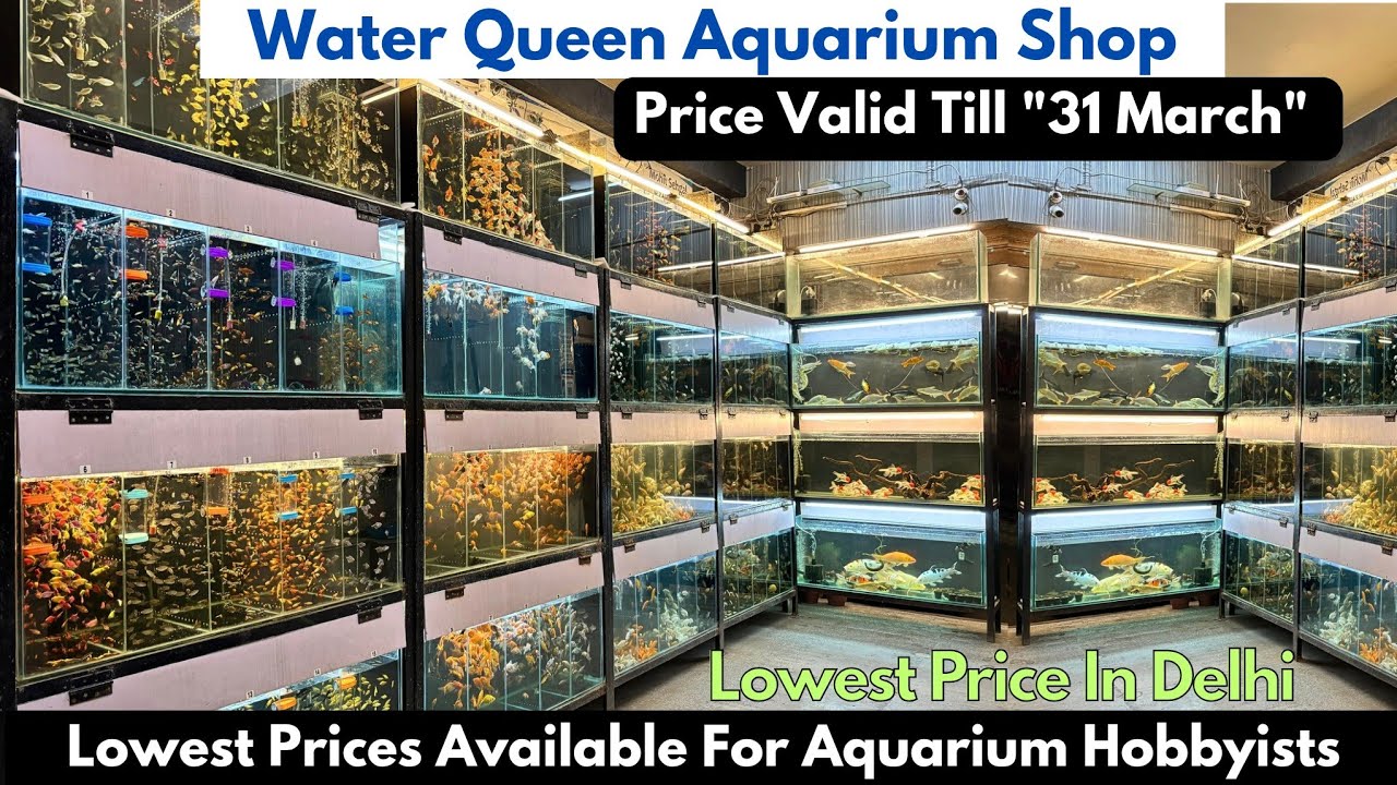 Water Queen Aquarium Shop Cheapest Aquarium Fishes Available In Delhi | Lowest Price Aquarium Fish