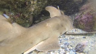 Horn Shark in Laguna Beach California