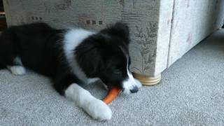 Collie dog with carrot
