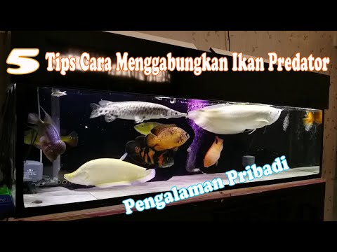 Video: Cara Menggabungkan Ikan Dengan Herba