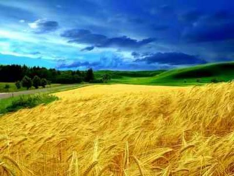 Экологическая регуляция.  Урок биологии.