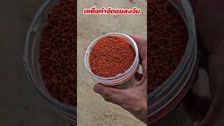 เหยื่อกำจัดแมลงวันเห็นผลไว