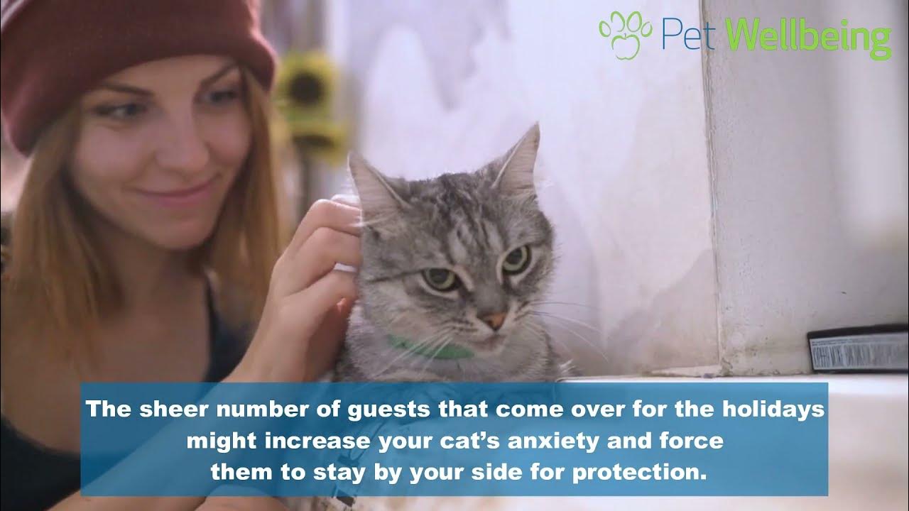 Why is My Independent Cat So Clingy All of the Sudden? YouTube