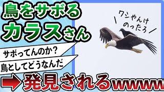 カラス「お、鷲やんけ乗ったろ」【2ch動物スレ】