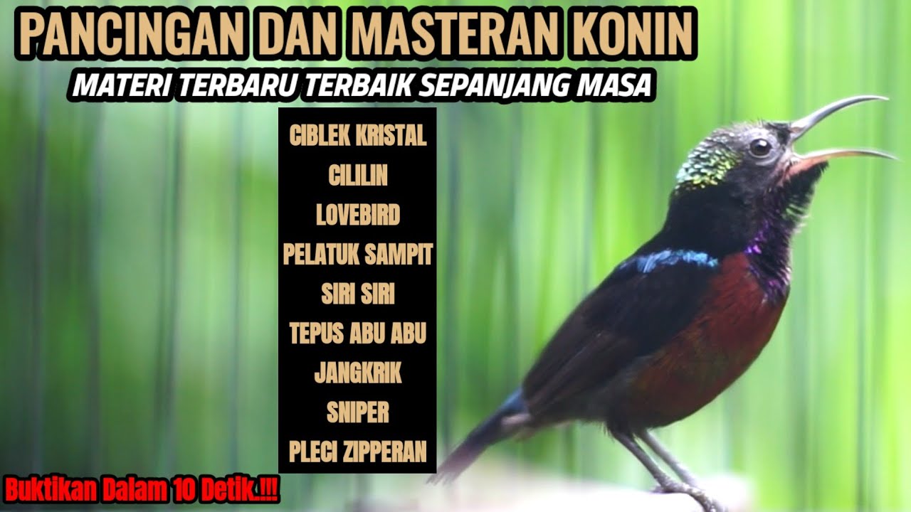PANCINGAN DAN MASTERAN KOLIBRI NINJA TERBAIK SEPANJANG MASA