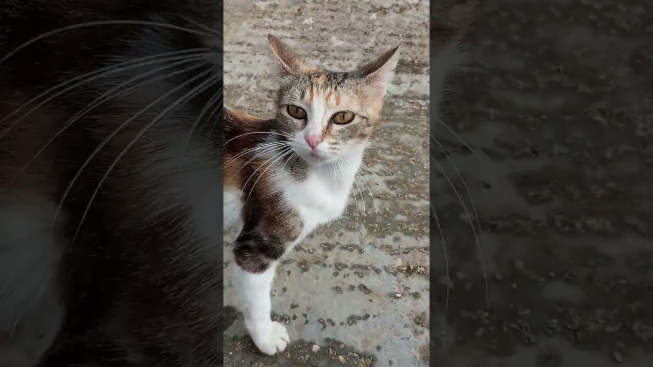 Gatto randagio tigrotto.