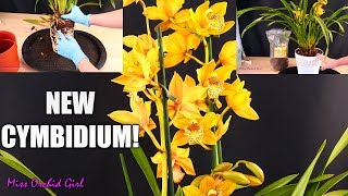 Repotting my new Cymbidium Orchid in rePotme mix!