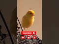 Golden Canary Singing–Nature’s Happiness in Your Soul #shorts #trendingshorts #canarysinging #canary