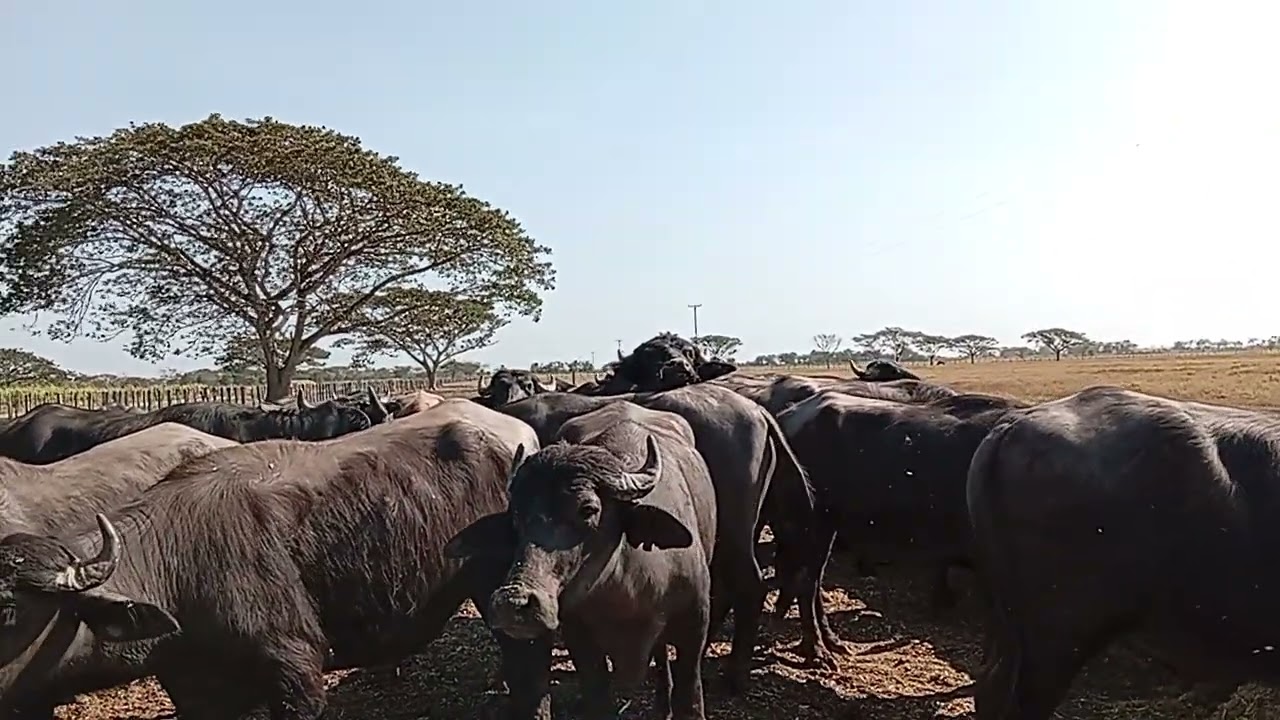 #capiacu #ceba #engorde 