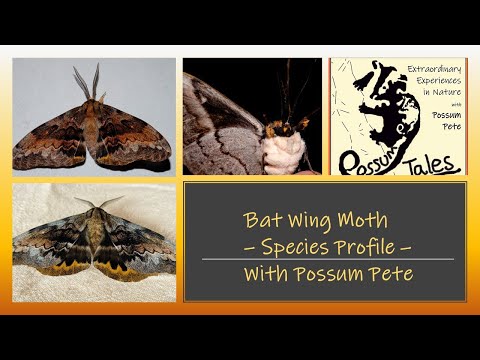 A Huge Moth at Home - Species Profile - The Bat Wing Moth