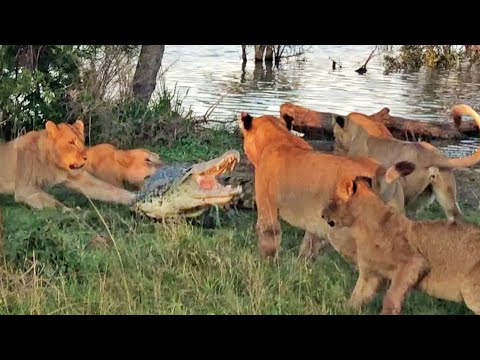 Cornered Crocodile is Forced to Attack 5 Lions