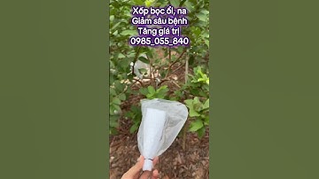 Xốp bọc trái cây bốn mùa, ổi, na, Lê, táo… #vậttưnôngnghiệp #thinhhanh #xopboctraicay #xopbocoi