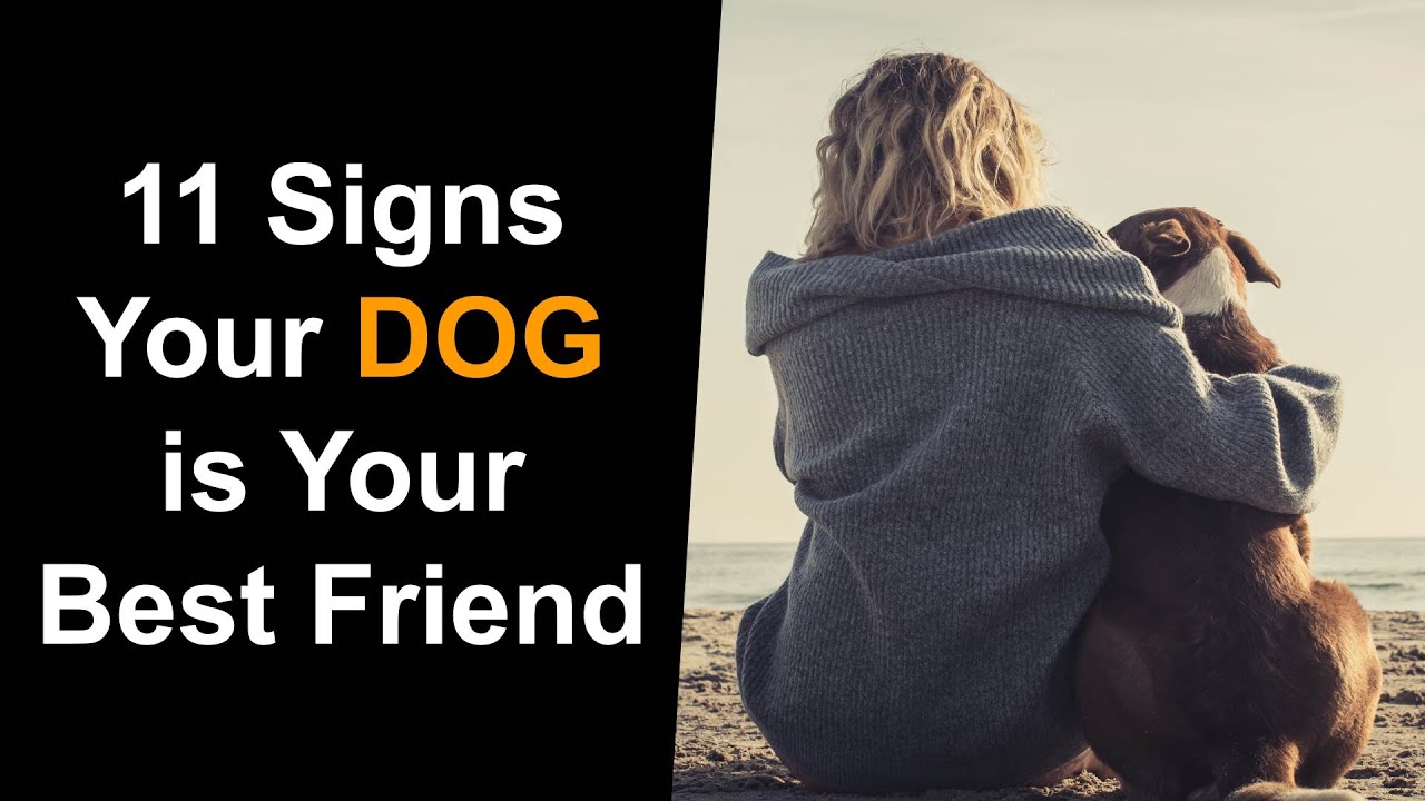 Signs Your Dog Is Your Best Friend YouTube