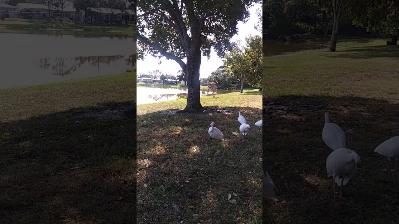 Freedom Lake Park Birds Pinellas Park Florida Vandweller YouTube