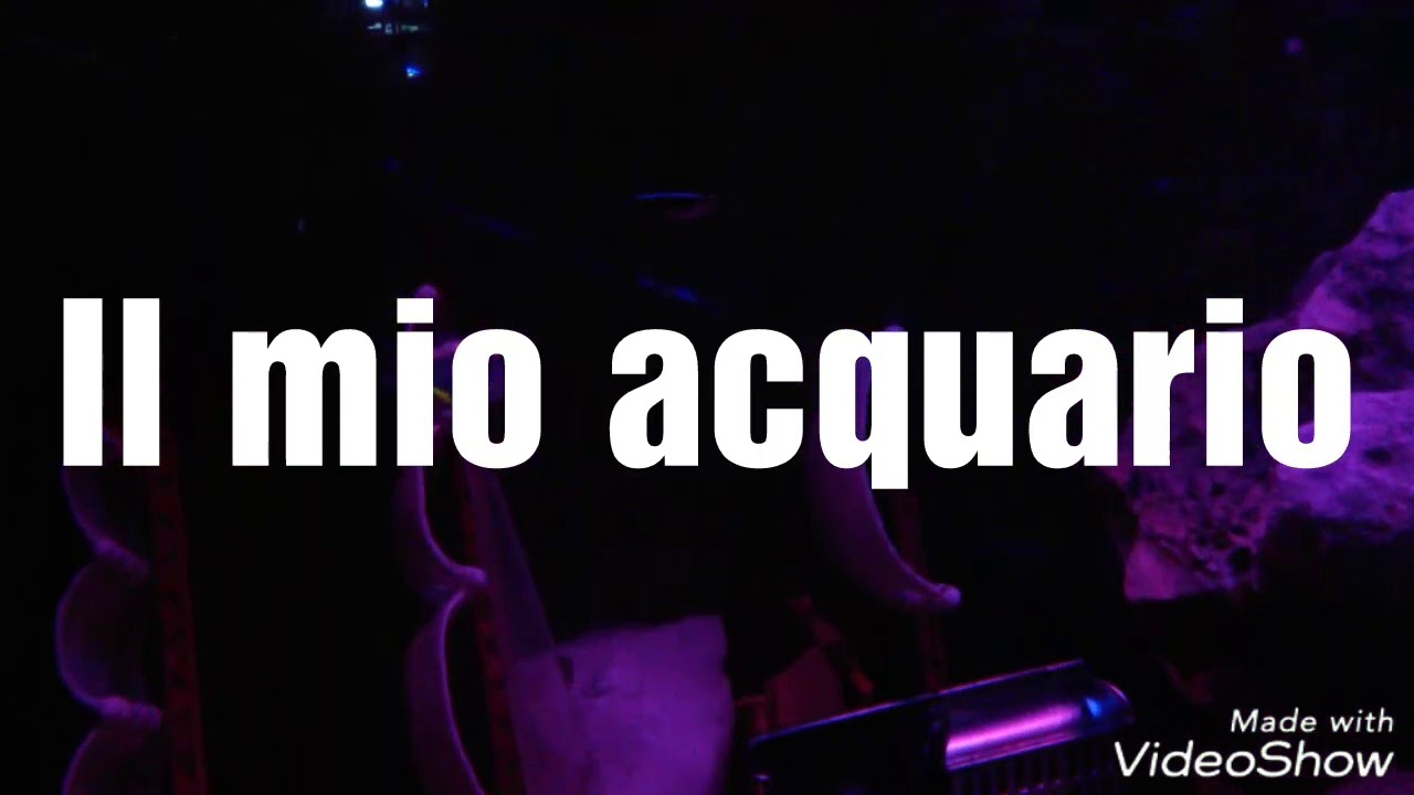 Il mio acquario - YouTube